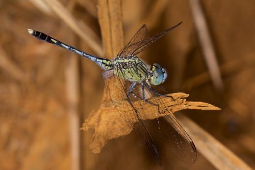 Diplacodes trivialis